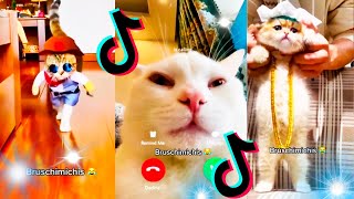 🤣 Mejores Videos de Gatos Bruschimichis  Compilación Divertida de Gatos Graciosos [upl. by Corina]