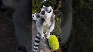 Lunchtime With Lemurs ❤️ lemurs ringtaillemur wmsp wildlife safaripark [upl. by Ace]