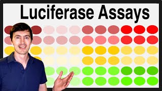 Luciferase assay 96well plate Excel template and analysis with R [upl. by Tlok104]