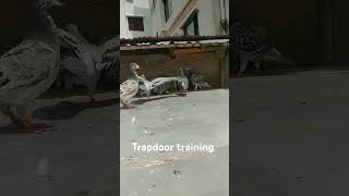 Trapdoor training [upl. by Jelle541]