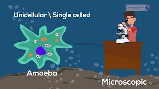 7th CBSE Feeding amp digestion Nutrition in Amoeba [upl. by Salakcin]