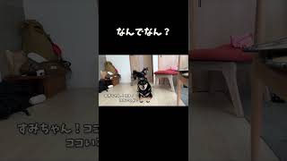 切り抜き【夏休み】柴犬が彼氏？の家でおしっこかけられたなんでなん？編 柴犬 [upl. by Corabella]