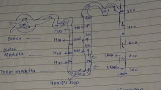 physiology of excretion Explanation class 12 biology [upl. by Newby690]