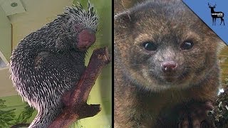 3 Amazing Animals Discovered In 2013 [upl. by Olecram39]