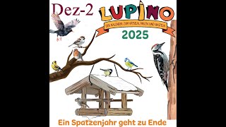 Lupino 2025  19 Ein Spatzenjahr geht zu Ende [upl. by Annert]