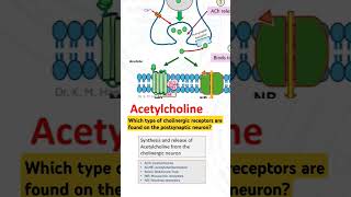 Which type of cholinergic receptors are found on the postsynaptic neuron [upl. by Aliet]