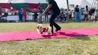 Dogs walk runway in traditional Nigerian costume as annual carnival held in Lagos [upl. by Llertniuq]