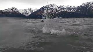 Seward Alaskasalman fishing snagging for Red Salmon 2023 [upl. by Ayvid310]