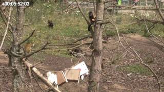 Student resource  10 minute Animal Behaviour sampling video [upl. by Nett]