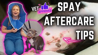 Dog Spay Surgery After Care 5 Tips  Veterinary Approved [upl. by Noiro]