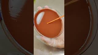 Replicating Haemophilus Influenzae chocolateagar microbiology biology science viralshorts [upl. by Siward]