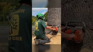 Chopping a THICK blue cedar treeremoval [upl. by Wiltz947]