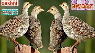 dakhni teetar ki awaaz Irani teetar ki awaaz dakhni family beach ki khubsurat masti birds wildlife [upl. by Lebasiram]