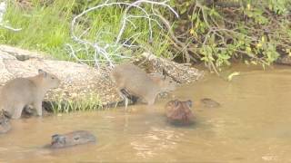 Carpinchos nadando en Pantanal [upl. by Nightingale]