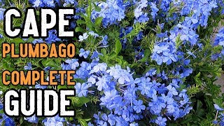 Cape Plumbago Plumbago auriculata Plant care Tips and Complete Information in Urdu and Hindi [upl. by Nahgiem]