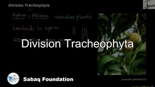 Division Tracheophytes Biology Lecture  Sabaqpk [upl. by Alane]