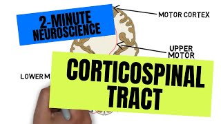 2Minute Neuroscience Corticospinal Tract [upl. by Nerin]