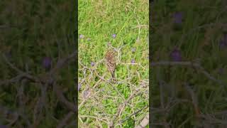 Yellowhammer Emberiza citrinella Овсянка  Bird watching Samsung Galaxy S23 Ultra 4k 60fps birds [upl. by Portingale104]