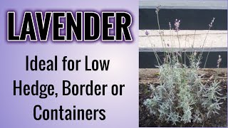 How To Grow Lavender quotHidcotequot The EASY WAY [upl. by Mitchiner]