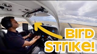 Birdstrike in a G58 Baron [upl. by Harvard]