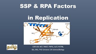 Single strand DNA binding ProteinSSPReplication Protein ARPATamil CSIR NET TNSET GATE [upl. by Kurt]