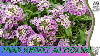 Growing PINK VIOLET SWEET ALYSSUM Quick Tips for Lobularia maritima Pink Violet [upl. by Anitnatsnok]