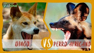 DINGO vs PERRO SALVAJE AFRICANO ¿Cuál es el canido mas fuerte [upl. by Beora]