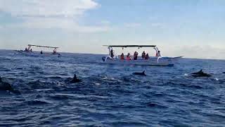 Dolphins at Lovina 🏖 Beach in Bali [upl. by Lenej619]