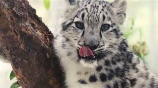 Snow Leopards in Slow Motion [upl. by Nelyt]