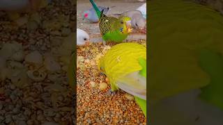 Beautiful 😍 Budgies parakeets 💙💚💕 [upl. by Anoyi]