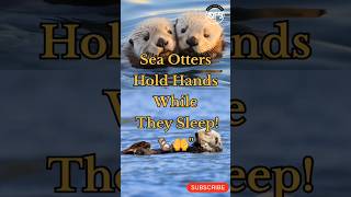 Sea Otters Hold Hands While They Sleep 🦦🤲quot facts subscribe shorts [upl. by Nahpos]