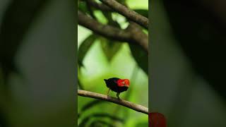 In Costa Rica even the birds are getting their moonwalk on 🐦🪩 michaeljackson [upl. by Marlyn899]