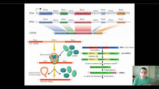 Eukaryotic PostTranscriptional RNA Processing [upl. by Asetal418]