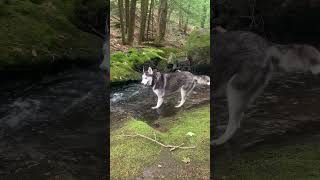 Adventure Awaits hikingwithdogs husky outdoors hiking fyp [upl. by Solita]