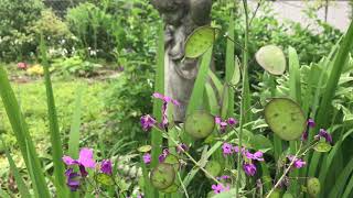 Money Plant Lunaria liennis [upl. by Jamey]