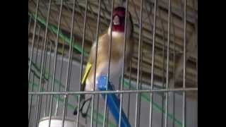 Vidéo Carduelis chardonneret jilguero حسون alger  Algeria DZ 2012 [upl. by Dnalloh459]