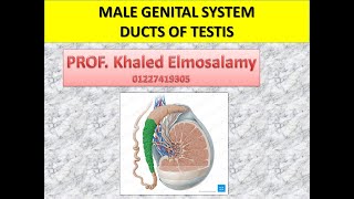 Histology ducts of testis Male genital system  histology of epididymis [upl. by Leif]