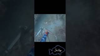 Spearfishing hogfish [upl. by Nnairak]