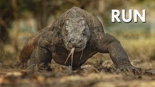 Komodo Dragon The Ultimate Apex Predator [upl. by Newberry929]