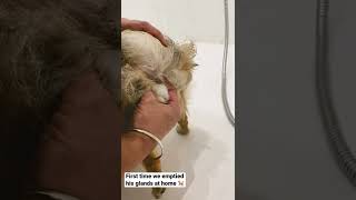 How to Empty your dog’s glands at home [upl. by Santoro407]