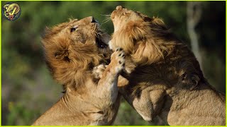 Insane Moments Strongest Lions Fight For Territory  Animal Fighting [upl. by Riamu911]