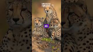 The Ultimate Cheetah Guide 80 JawDropping Facts That Will Amaze Wildlife Lovers P6 NEW facts [upl. by Aidyl519]