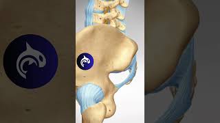 See how a Sacroiliac Joint Fusion restores function and relieves pain in 3D animation [upl. by Brock]