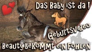 Das Baby ist da  Geburtsvideo  Beauty bekommt ihr Fohlen [upl. by Namrak511]