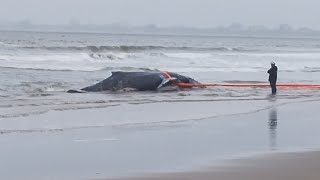 😢 Baleia Jubarte encontrada na praia [upl. by Olsewski19]