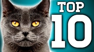 Awesome 10 Cat Facts You Need to Know  Earth Unplugged [upl. by Eylrac]