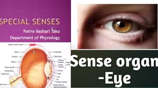 Special Senses Eye sense organ by GMC Lecturer Ratna Kesari Tako [upl. by Conners]