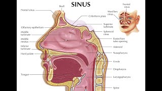 Using a Nebulizer to Cleanse Your Sinuses [upl. by Kjersti]