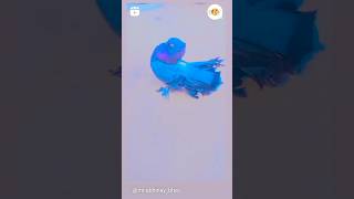 Indian fental pigeon ❤️viral pigeon pigeonpigeon trending trendingshorts kabootar [upl. by Juana846]