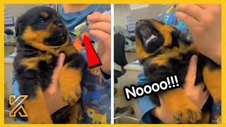 🦮 When a furry patient protests his medical bill 🐶 Funniest Dog Reaction [upl. by Allianora217]